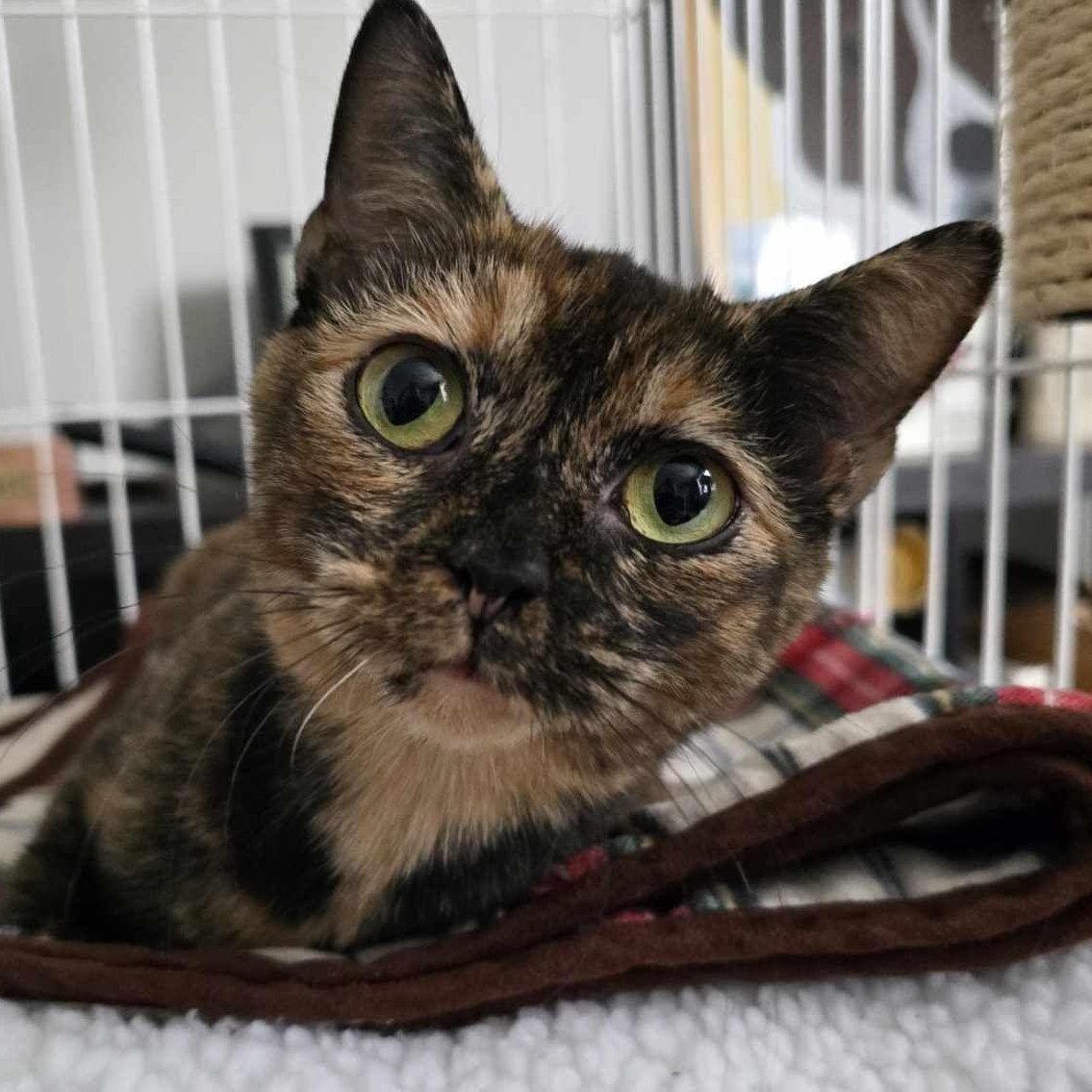 Mush, Adoptable, Adult Female Domestic Short Hair.