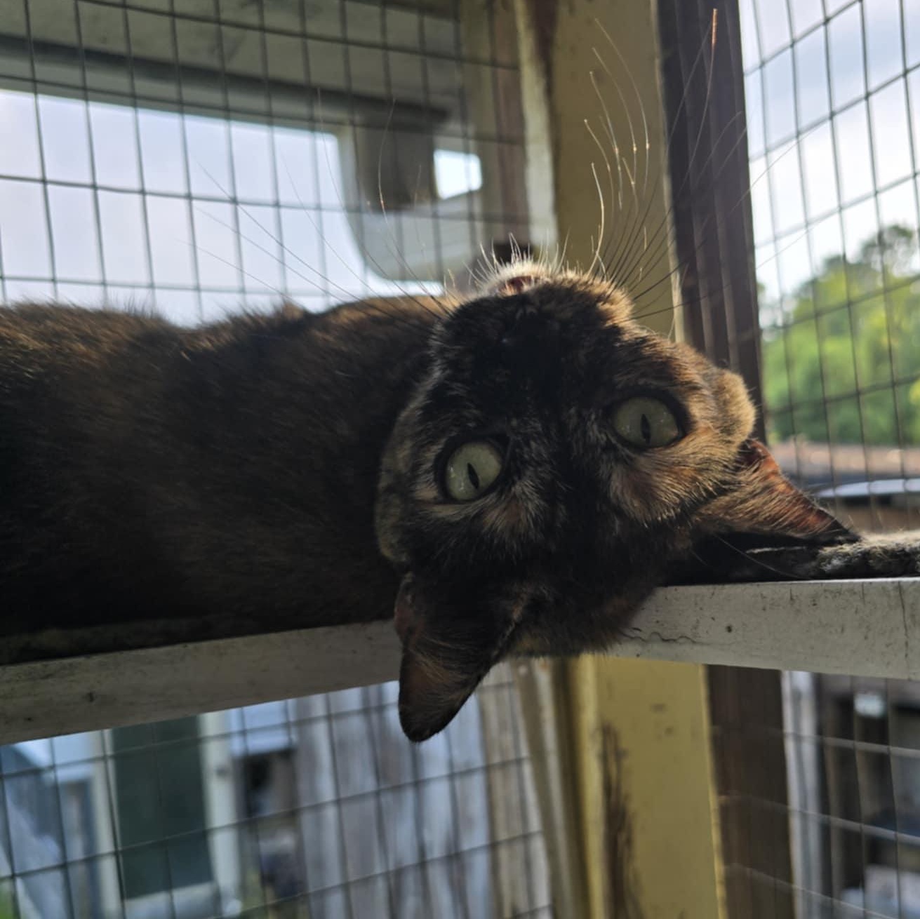 Mush, a Adoptable Domestic Short Hair in Conway, SC image 2/5