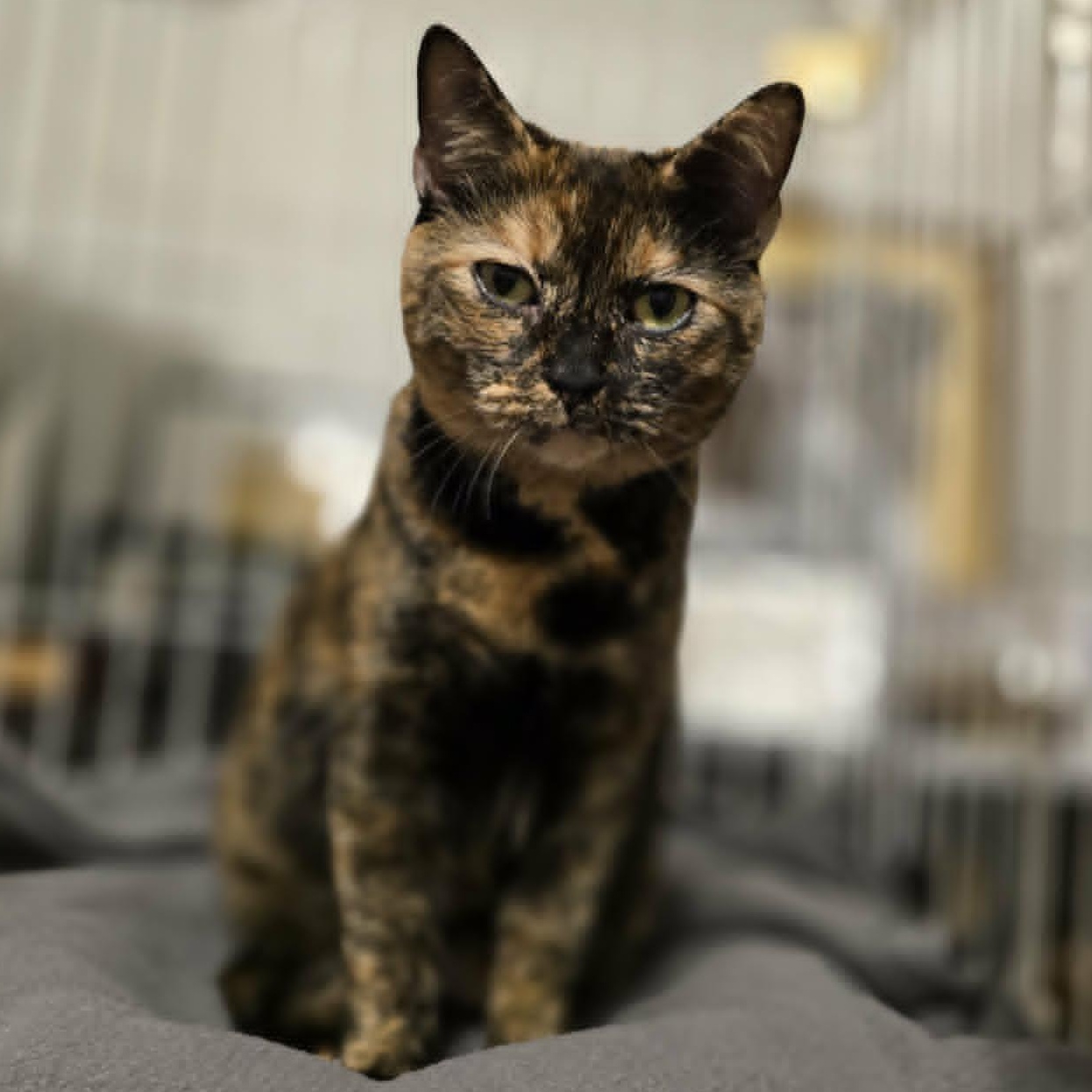 Mush, Adoptable, Young Female Domestic Short Hair.