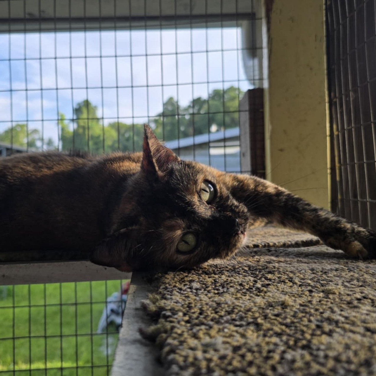 Mush, a Adoptable Domestic Short Hair in Conway, SC image 3/5