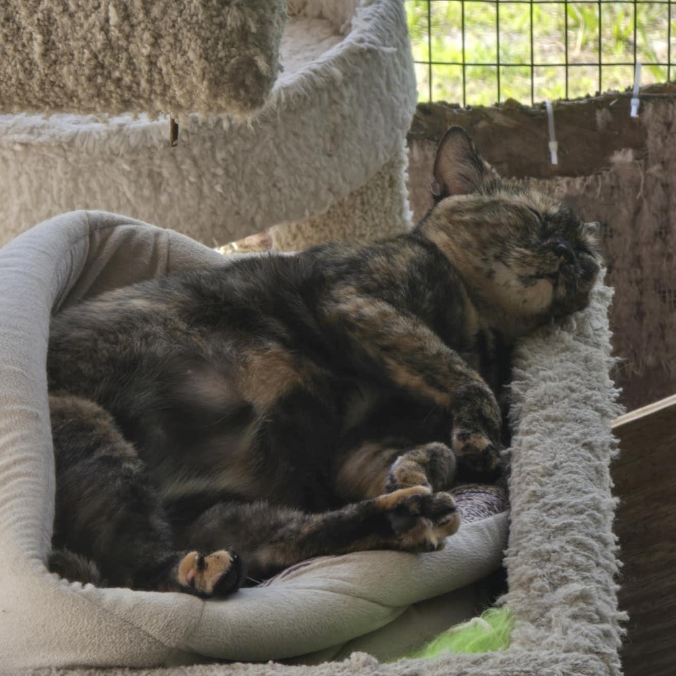 Mush, a Adoptable Domestic Short Hair in Conway, SC image 5/5