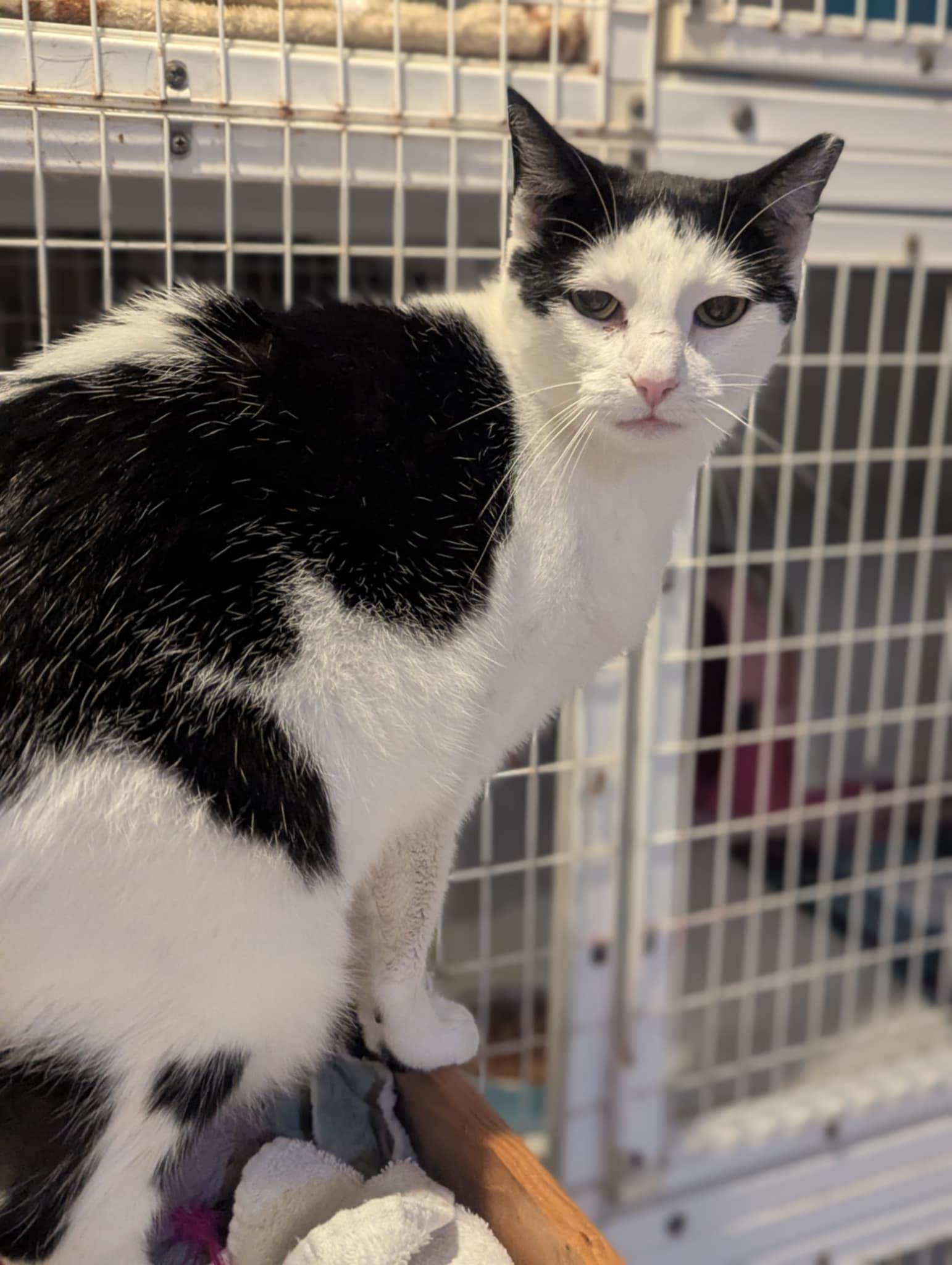 Goose, Adoptable, Adult Female Domestic Short Hair.