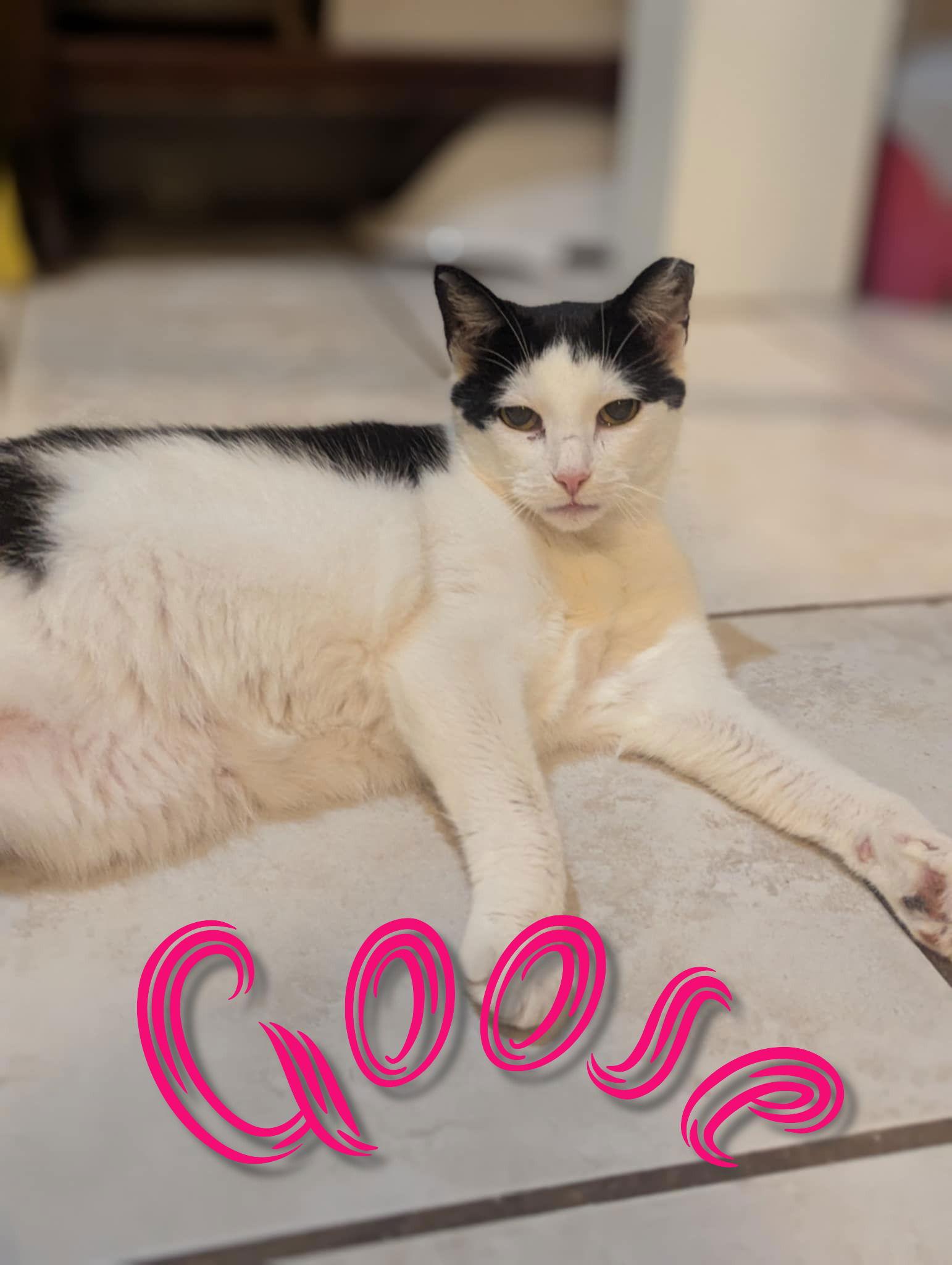 Goose, a Adoptable Domestic Short Hair in Flint Hill, VA image 2/2