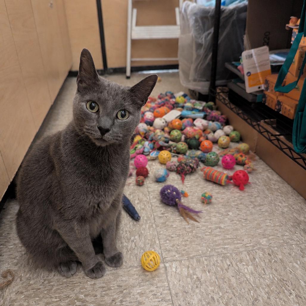 Slate, Adoptable, Adult Male Russian Blue & Domestic Short Hair.