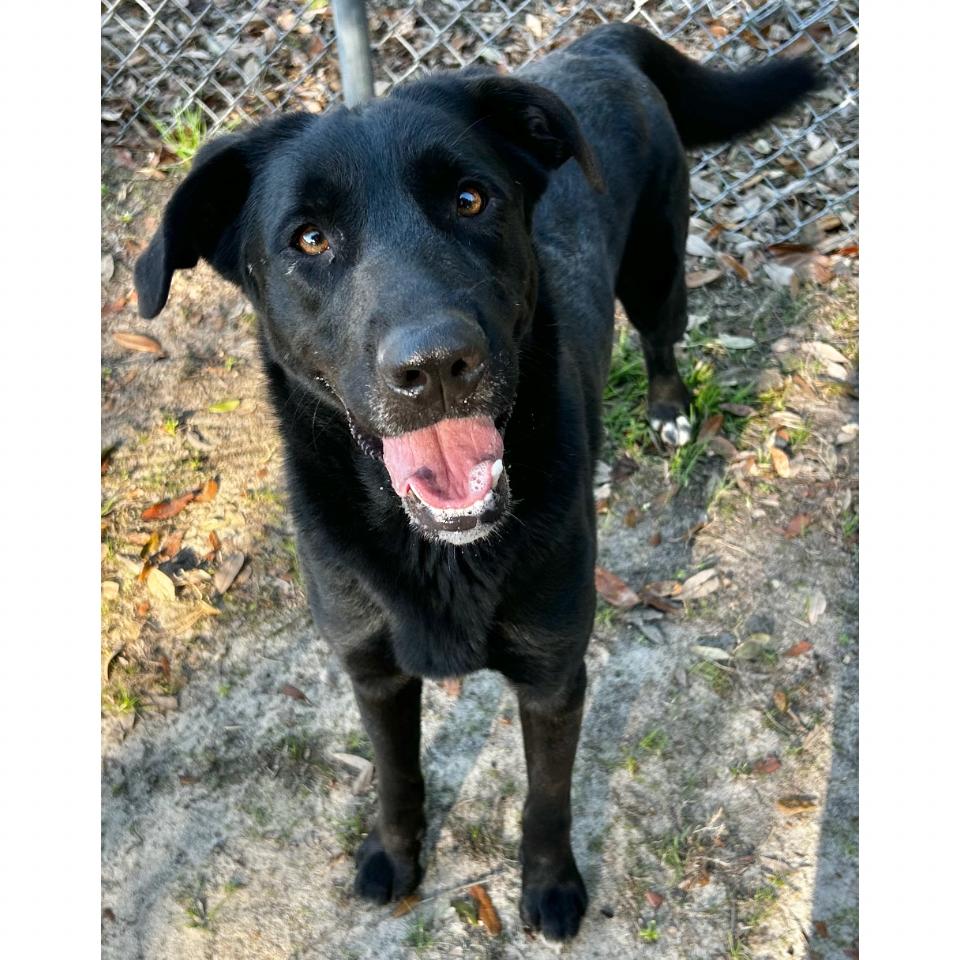 Humphrey, Adoptable, Adult Male Mixed Breed.