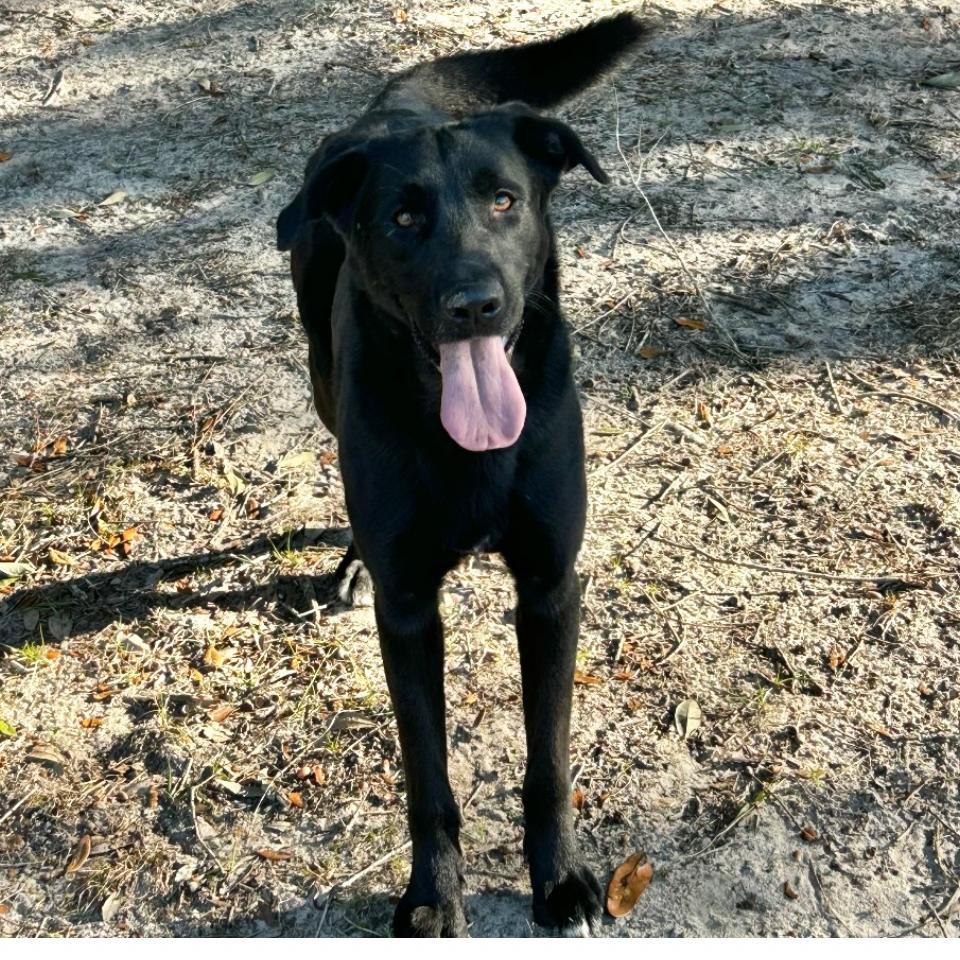 Humphrey, a Adoptable Mixed Breed in Milton, FL image 2/4