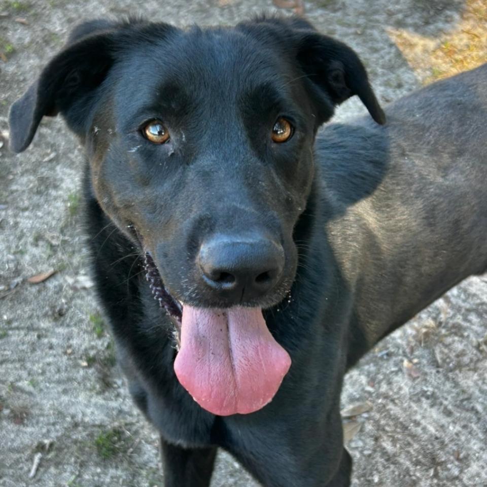 Humphrey, a Adoptable Mixed Breed in Milton, FL image 3/4