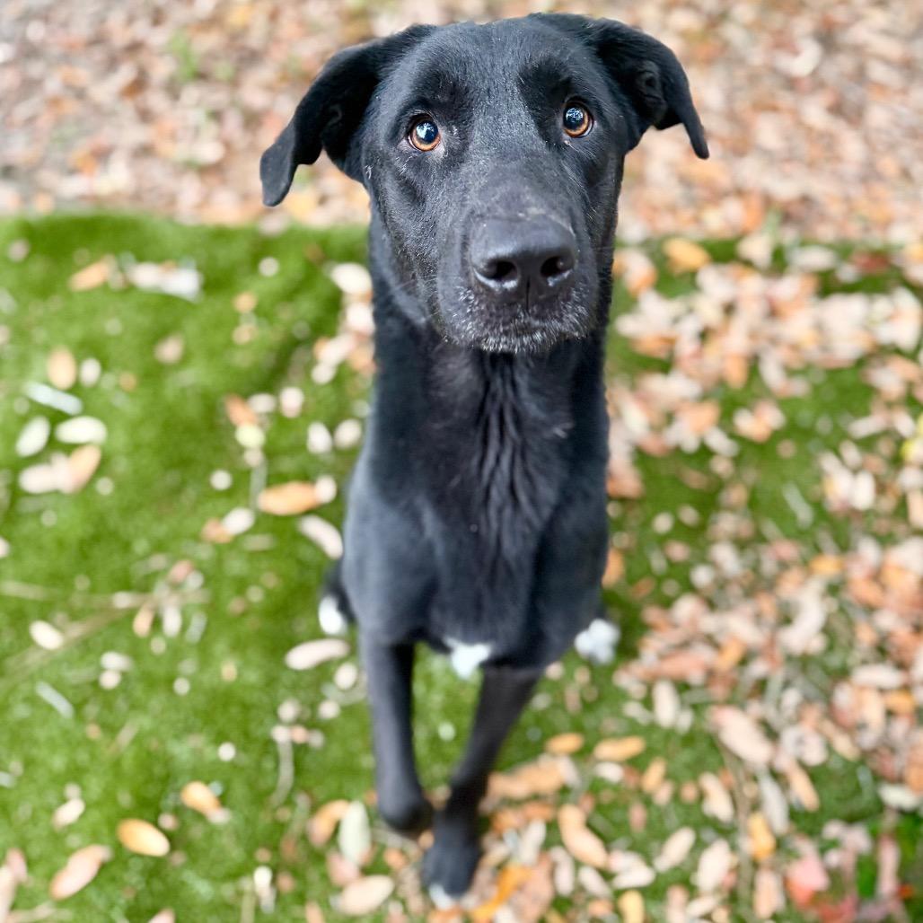 Humphrey, a Adoptable Mixed Breed in Milton, FL image 4/4