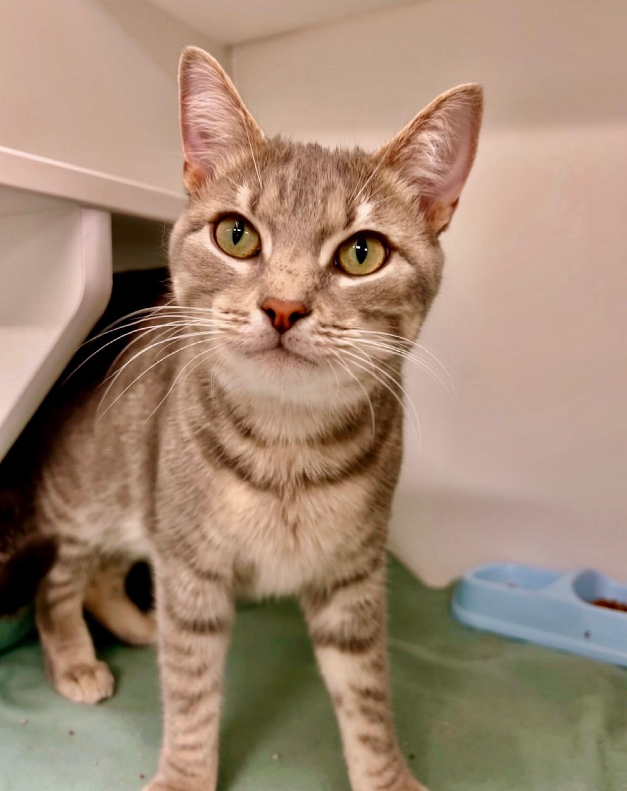 Annabelle (Gahanna, OH)