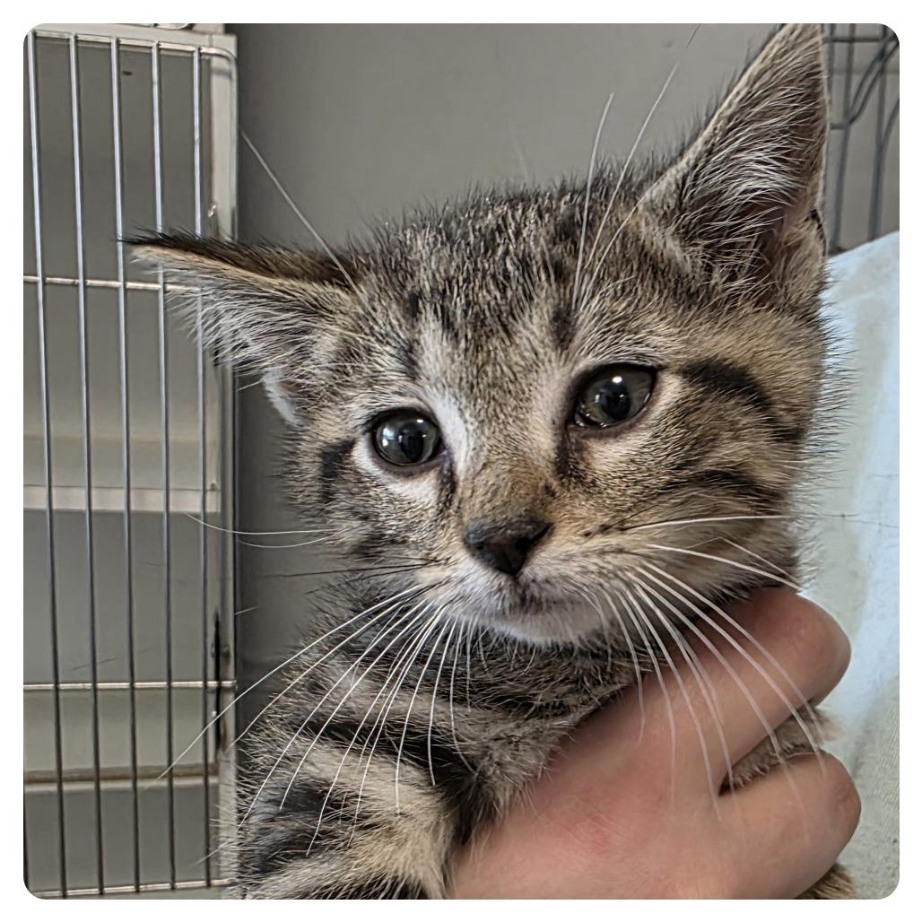 Elsie, Adoptable, Kitten Female Domestic Short Hair.