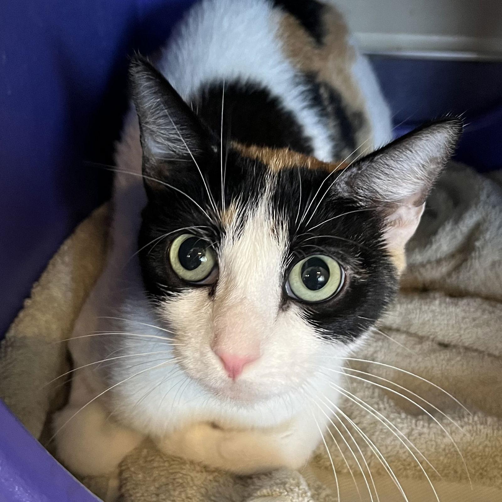 Calipso — thumbnail 2