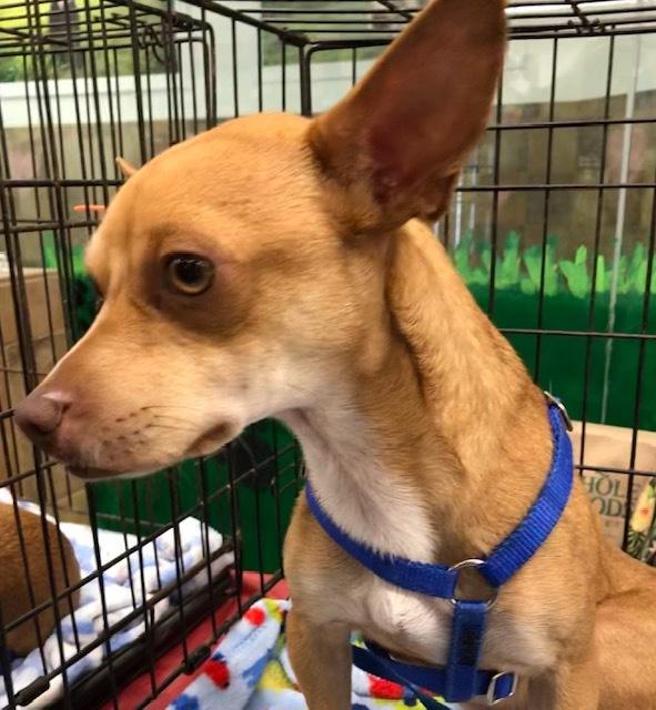 Darshan SL9006-Thw, a Adoptable mixed breed in Salem, OR image 5/6