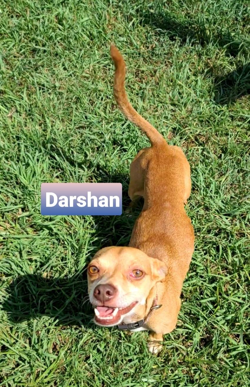 Darshan SL9006-Thw, a Adoptable mixed breed in Salem, OR image 4/6