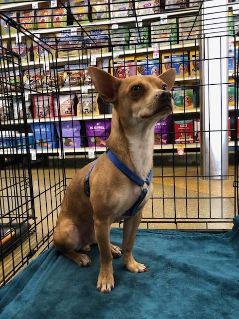 Darshan SL9006-Thw, a Adoptable mixed breed in Salem, OR image 3/6