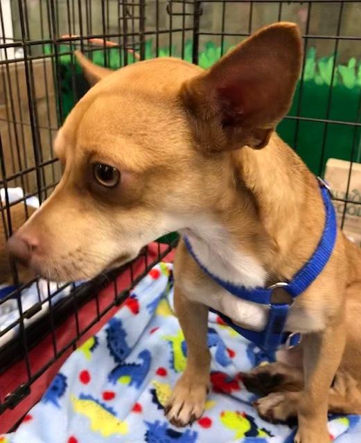 Darshan SL9006-Thw, a Adoptable mixed breed in Salem, OR image 2/6