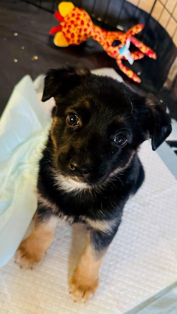 Enlarge Dolly, a Adoptable mixed breed in Vancouver, WA image 2/2
