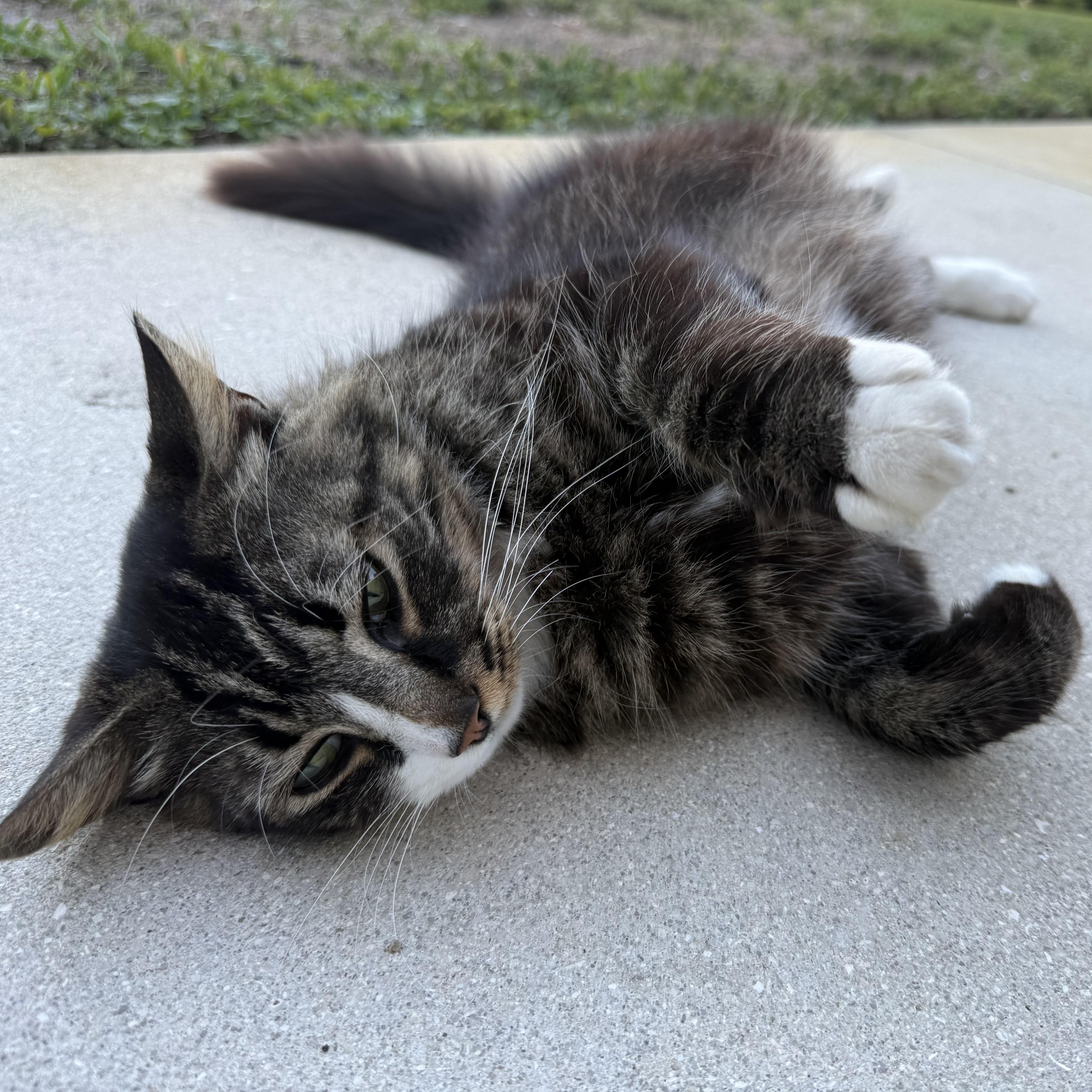 Enlarge Sherman, a ADOPTABLE Domestic Medium Hair in Bonita Springs, FL image 2/4