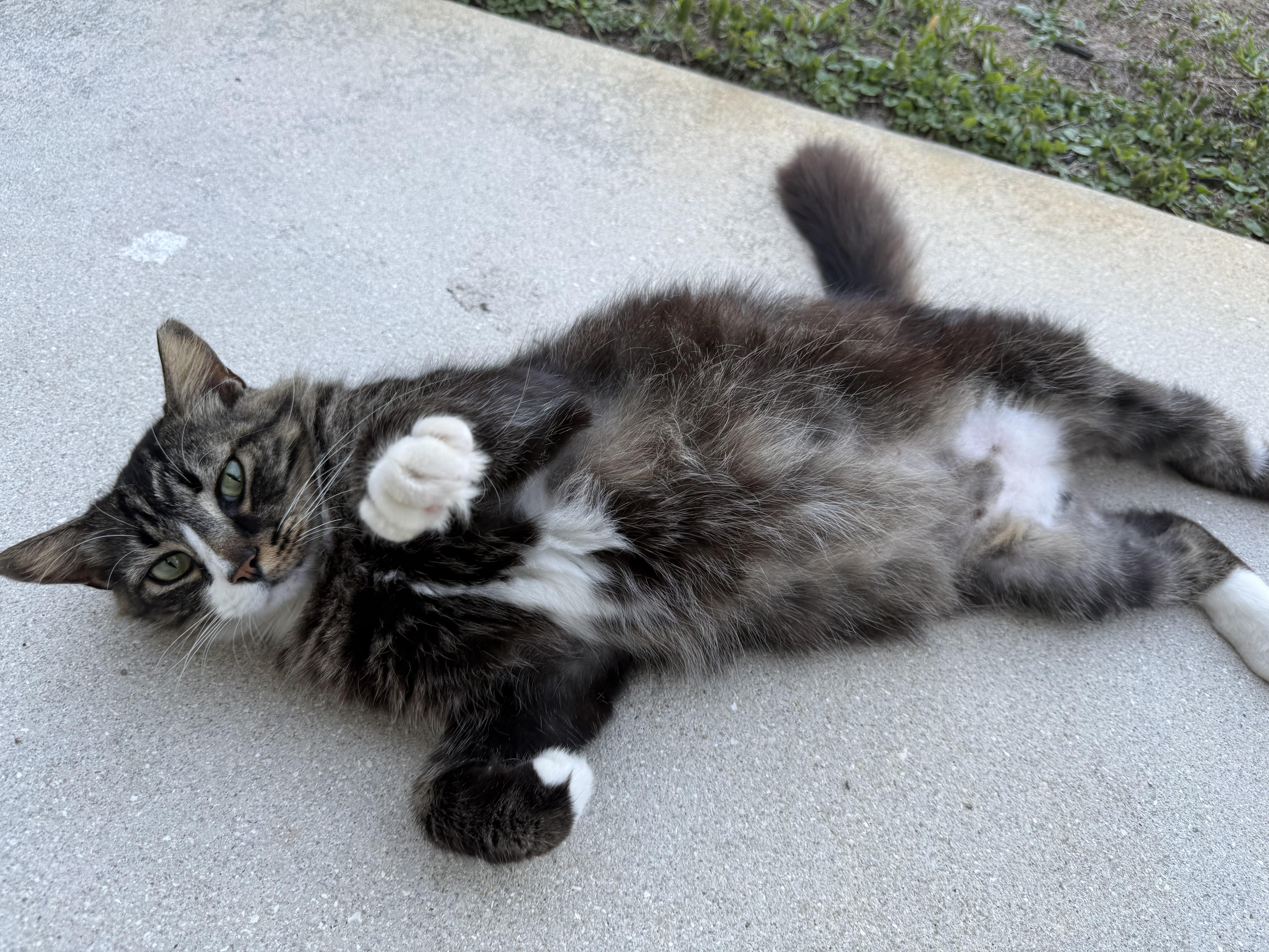 Enlarge Sherman, a ADOPTABLE Domestic Medium Hair in Bonita Springs, FL image 3/4