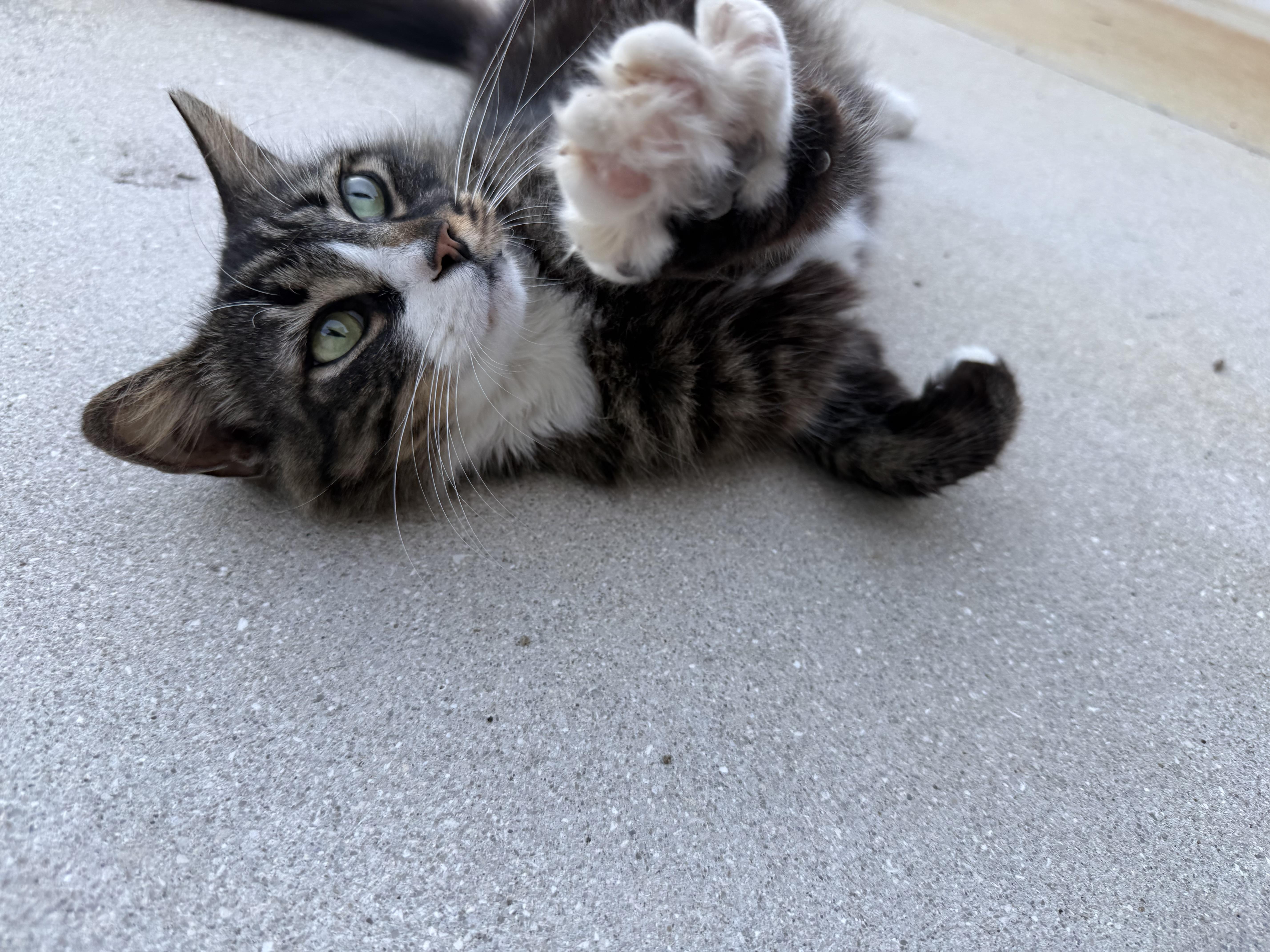 Enlarge Sherman, a ADOPTABLE Domestic Medium Hair in Bonita Springs, FL image 4/4