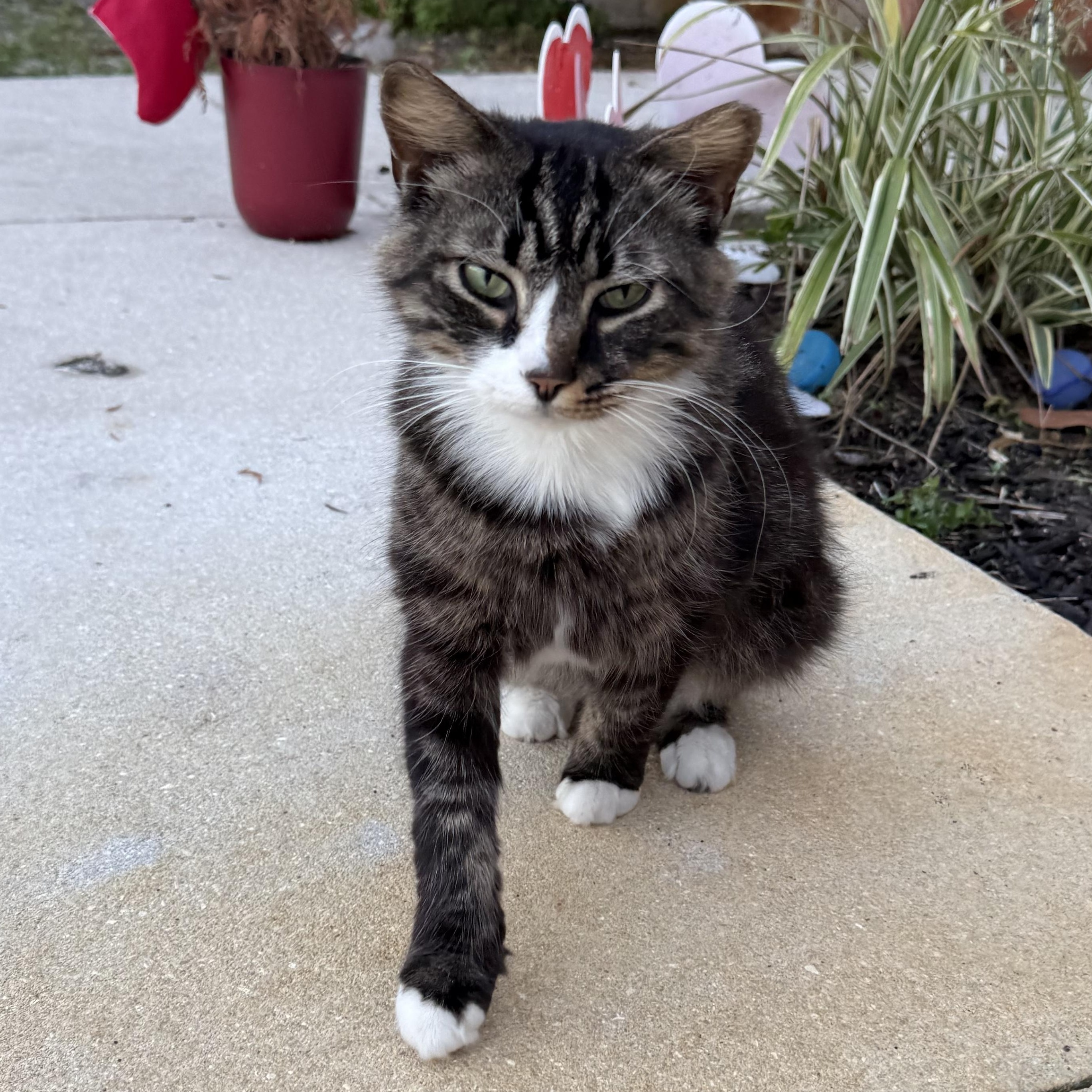 Sherman, ADOPTABLE, Adult Male Domestic Medium Hair.