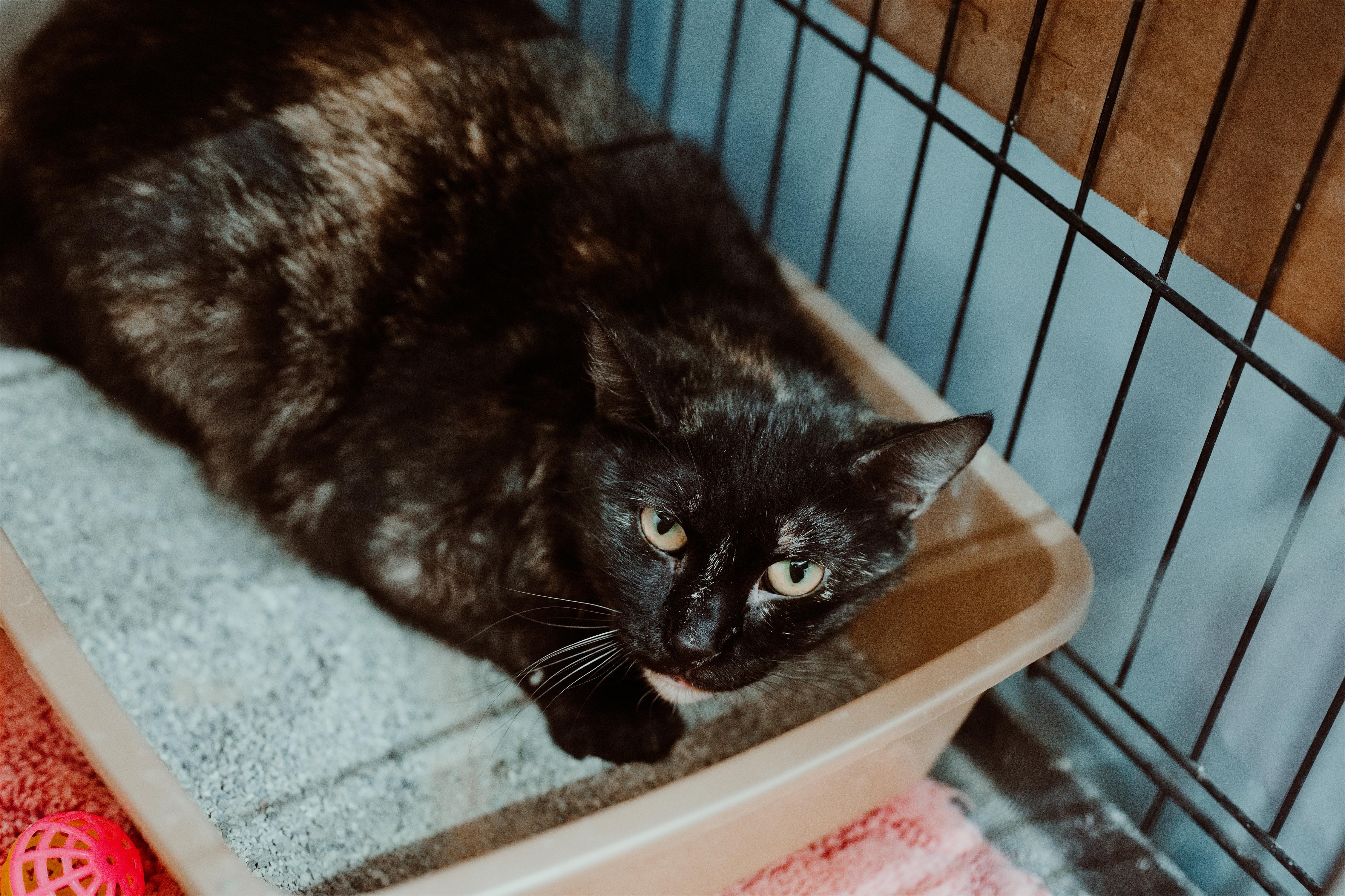 Enlarge Fruit Loops, a Adoptable Tortoiseshell in Le Mars, IA image 1/1