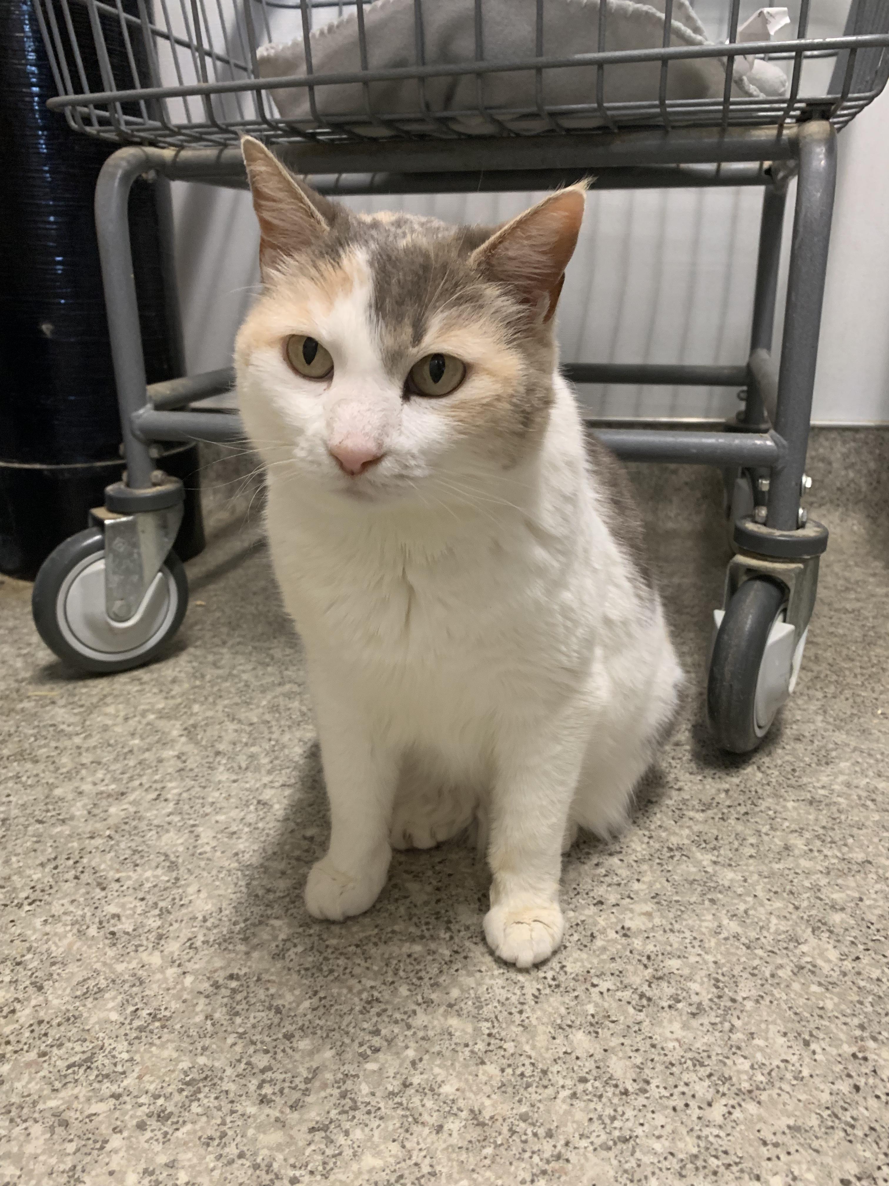 Enlarge Tulip, a ADOPTABLE Domestic Short Hair in Grass Valley, CA image 3/5