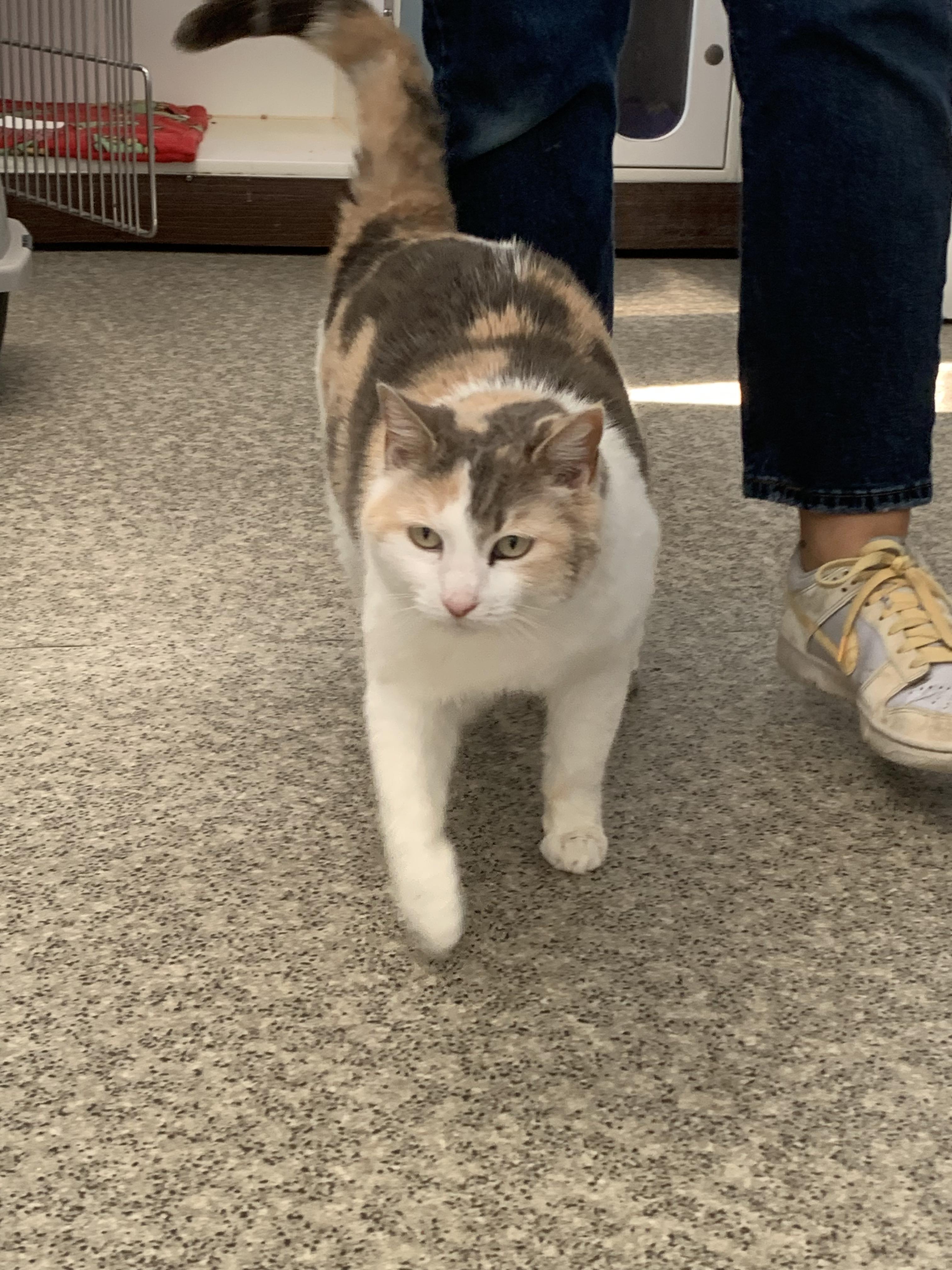 Enlarge Tulip, a ADOPTABLE Domestic Short Hair in Grass Valley, CA image 4/5