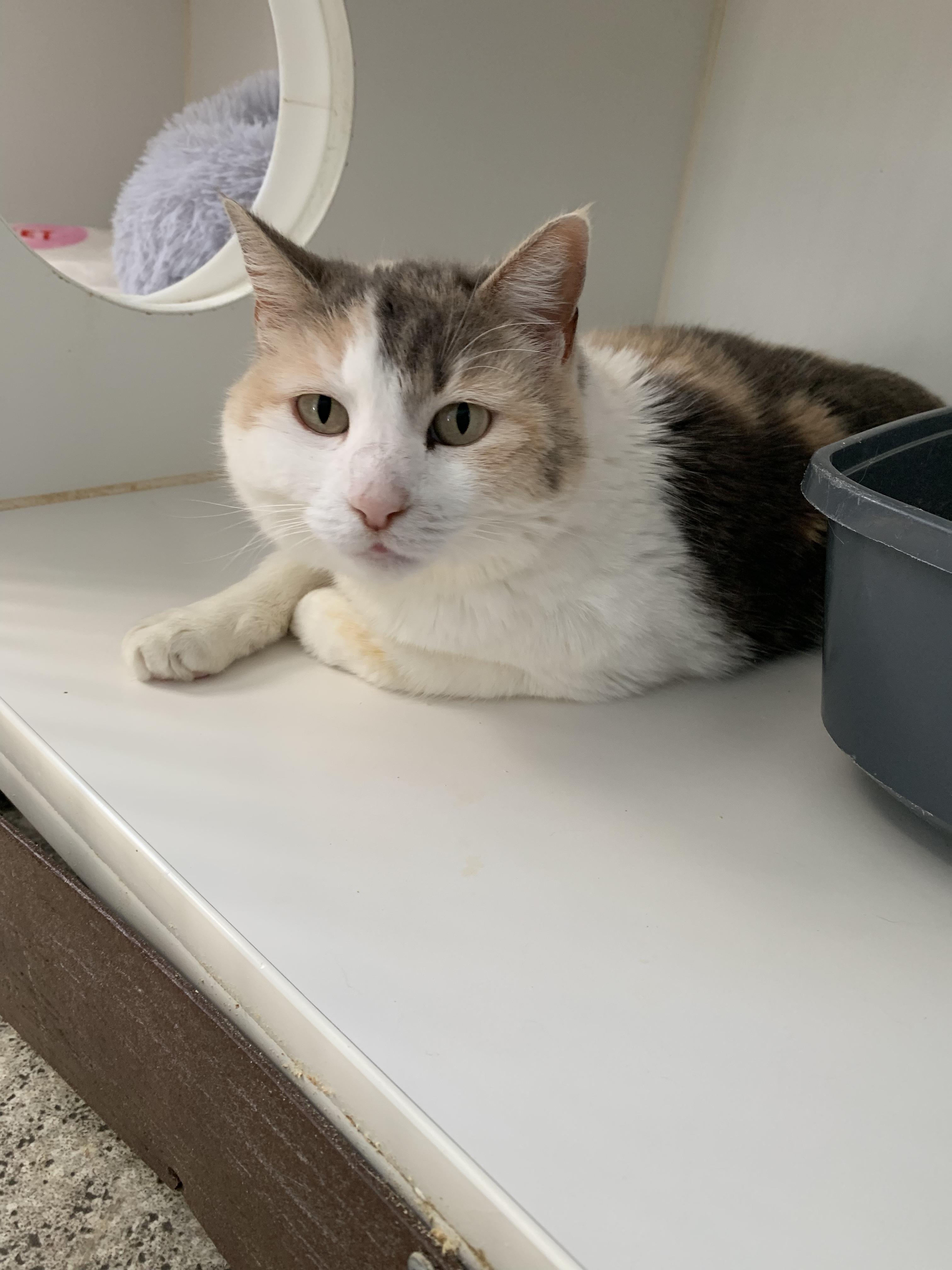 Enlarge Tulip, a ADOPTABLE Domestic Short Hair in Grass Valley, CA image 2/5