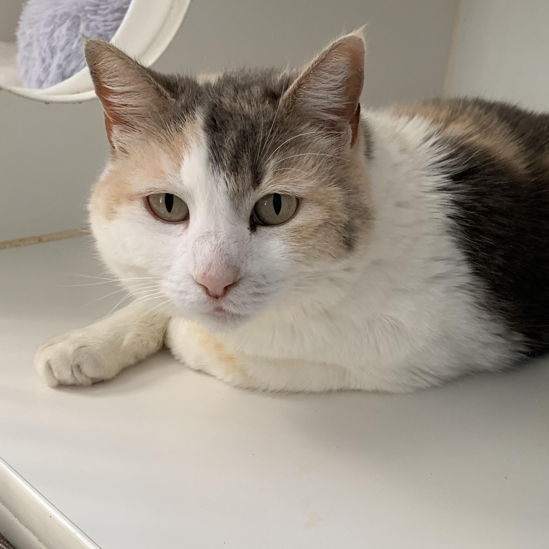 Tulip, ADOPTABLE, Adult Female Domestic Short Hair.