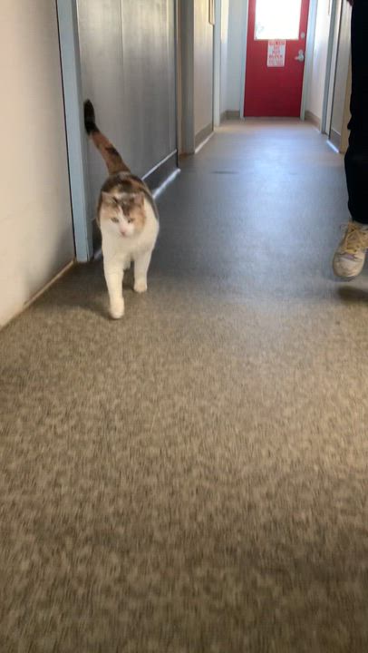 Enlarge Tulip, a ADOPTABLE Domestic Short Hair in Grass Valley, CA video 5/5