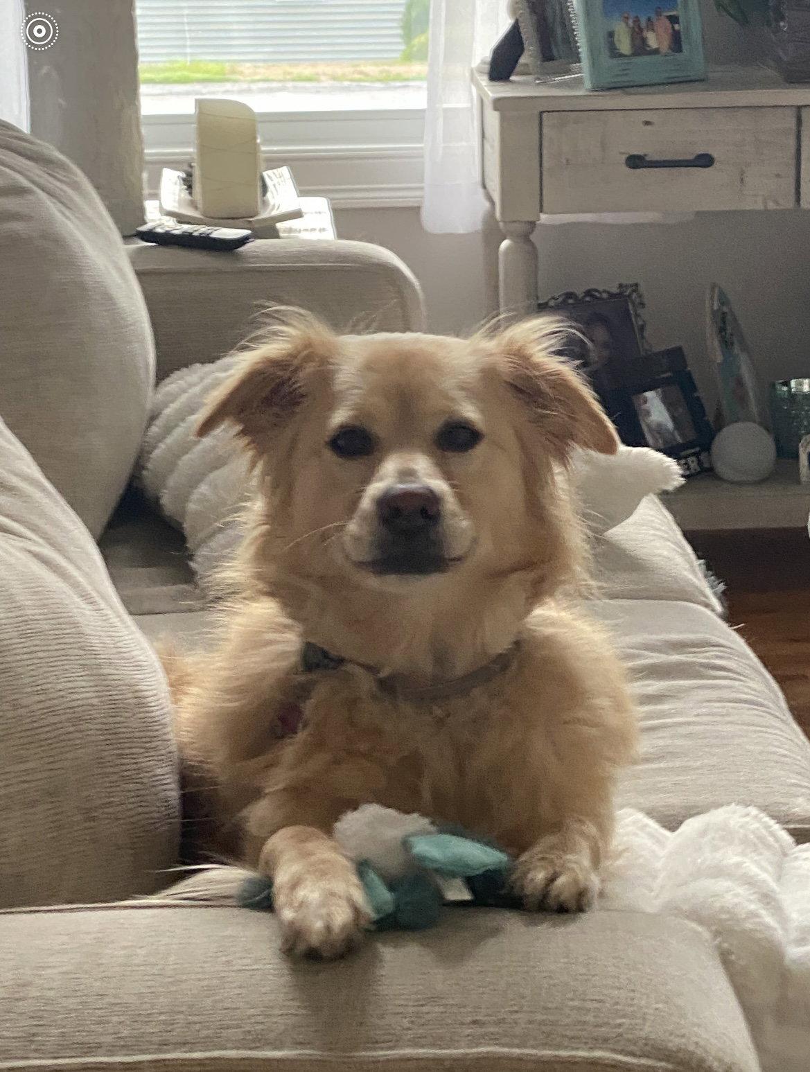 Marley*, a Adoptable mixed breed in East Derry, NH image 1/3