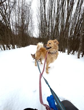 Marley*, a Adoptable mixed breed in East Derry, NH image 2/3
