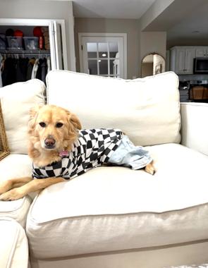 Marley*, a Adoptable mixed breed in East Derry, NH image 3/3