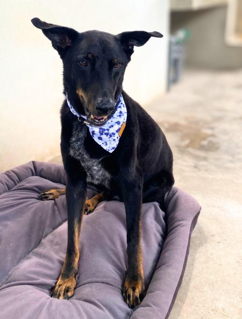 Enlarge Pancho, a Adoptable mixed breed in Corral del Risco, NAY image 1/4