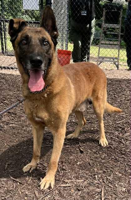 Tiago - Located in GA, a Adoptable mixed breed in Smyrna, GA image 1/4