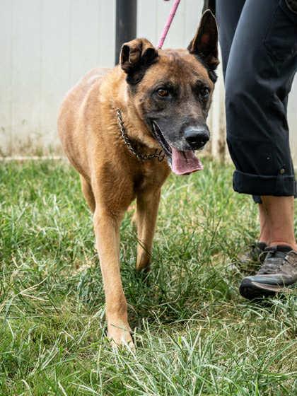 Tiago - Located in GA, a Adoptable mixed breed in Smyrna, GA image 2/4