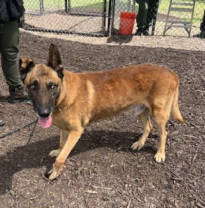 Tiago - Located in GA, a Adoptable mixed breed in Smyrna, GA image 3/4
