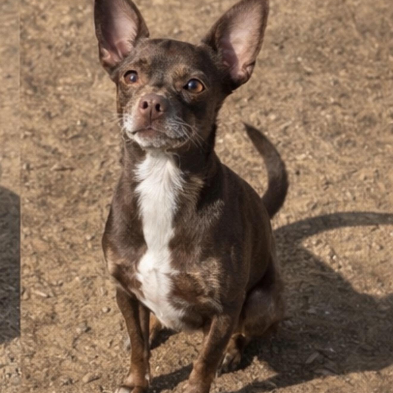 Lolli , a ADOPTABLE mixed breed in Pelham, NH image 1/6