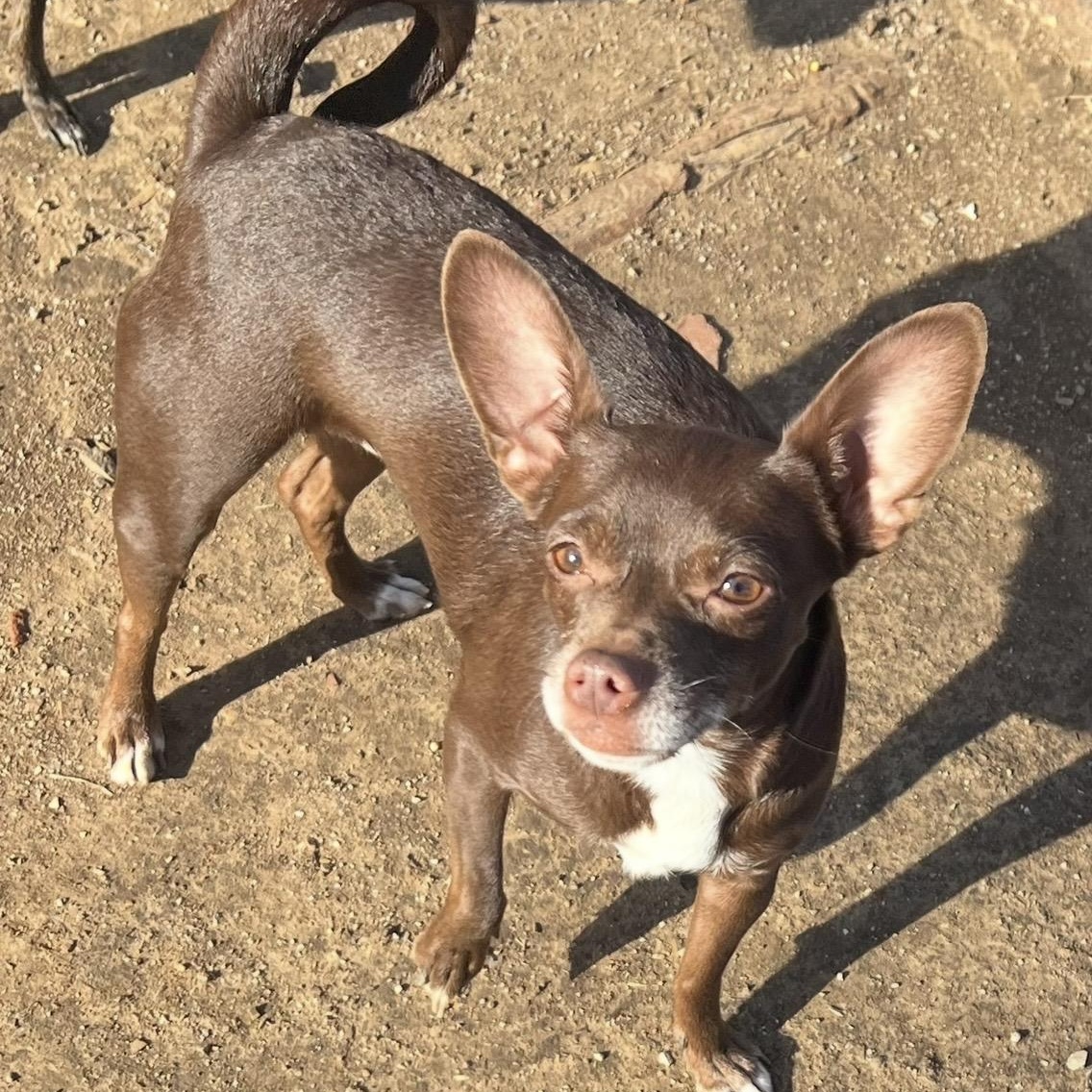 Lolli , a ADOPTABLE mixed breed in Pelham, NH image 6/6