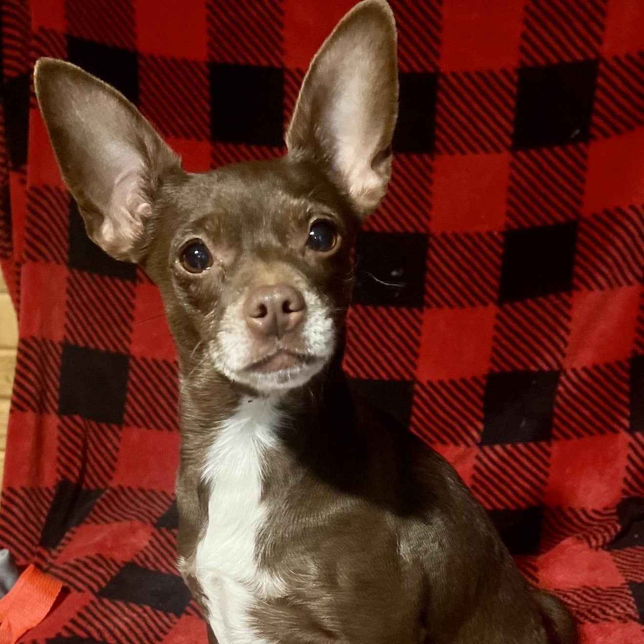 Lolli , a ADOPTABLE mixed breed in Pelham, NH image 2/6