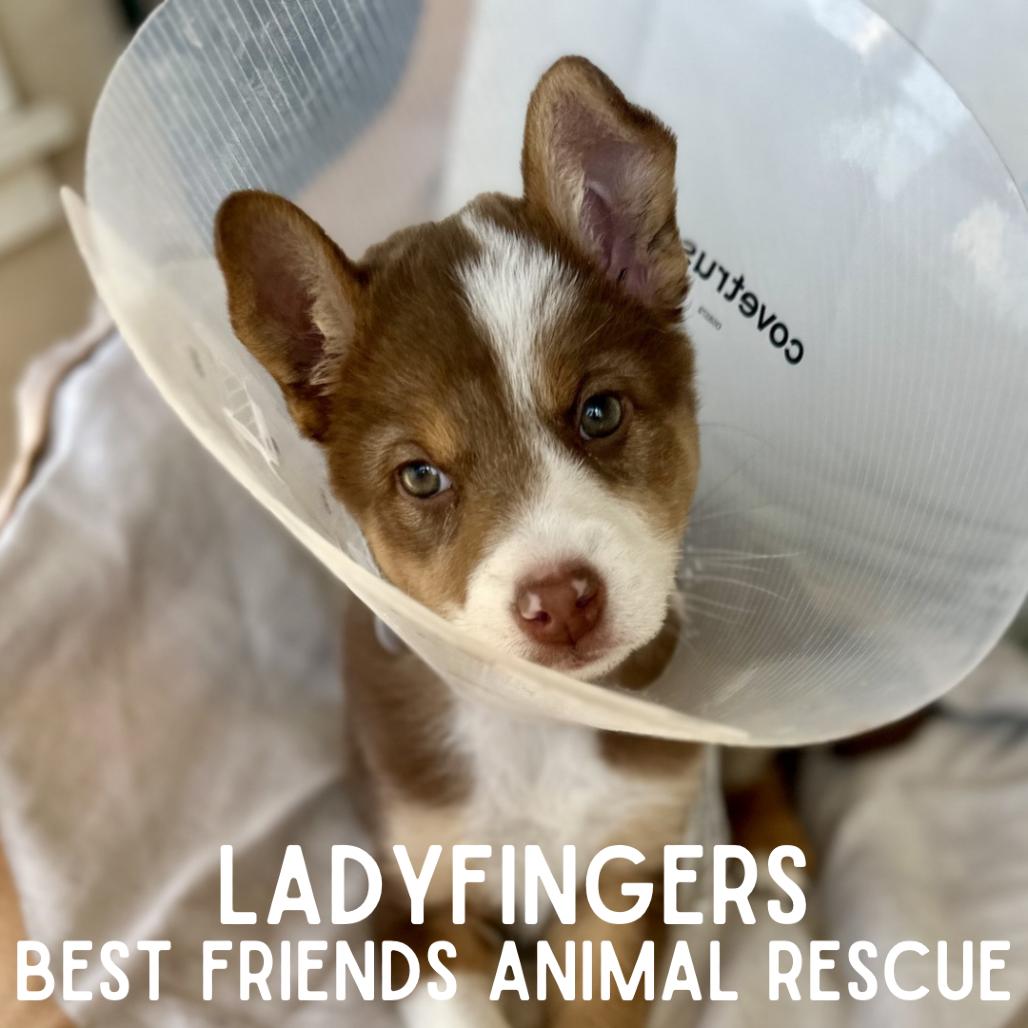 Ladyfingers, Adoptable, Puppy Female Border Collie & Mixed Breed.