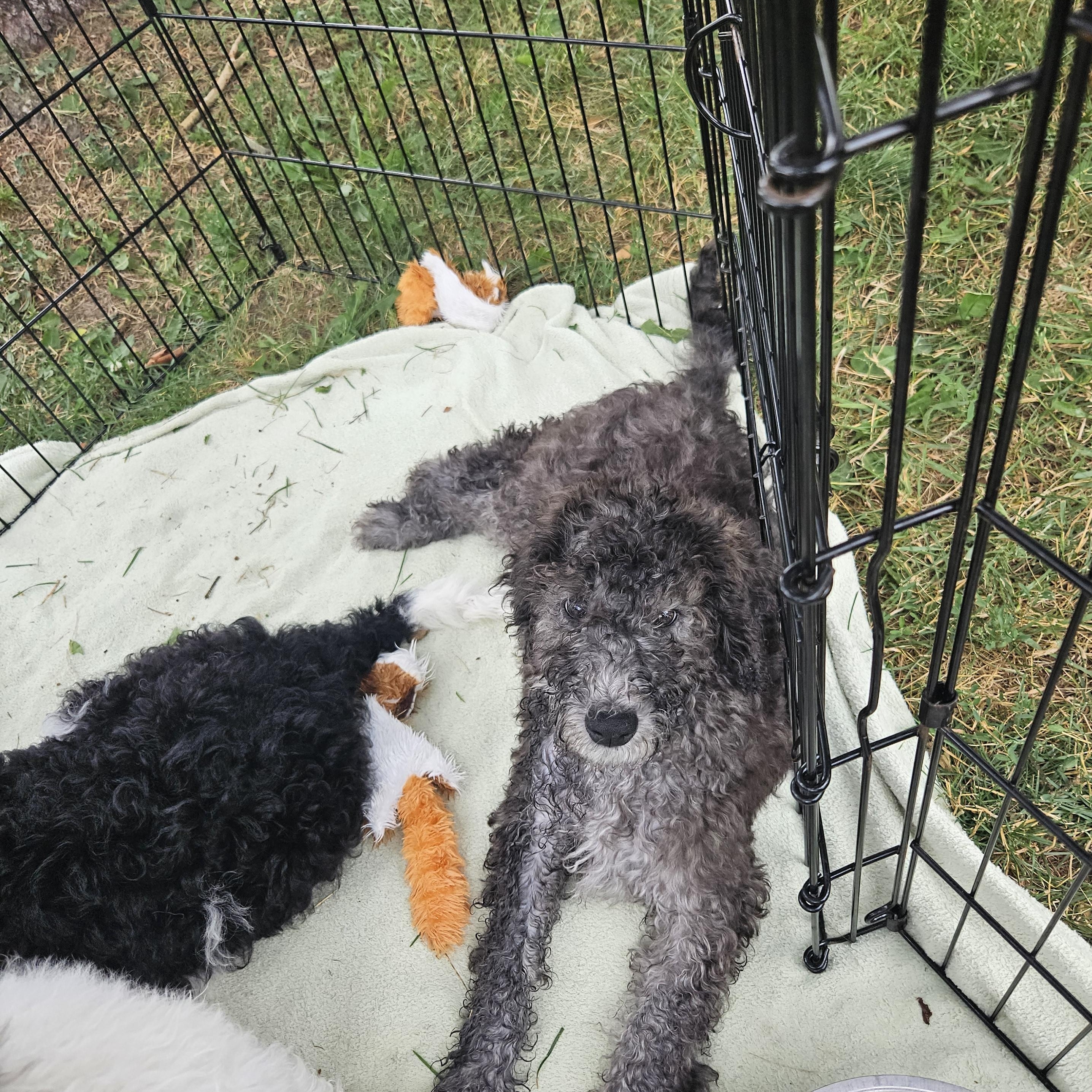 Indigo - In Foster