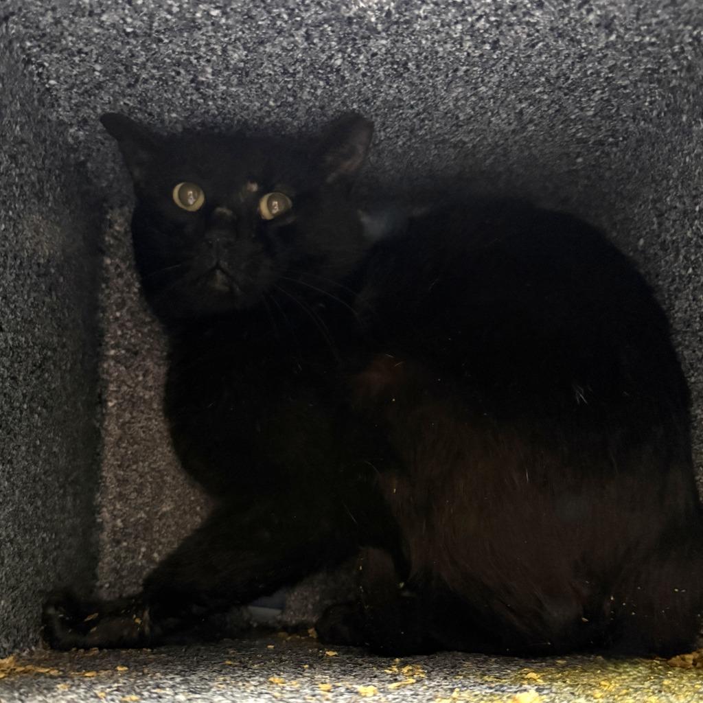 Enlarge Morse, a Adoptable mixed breed in Brenham, TX image 2/3