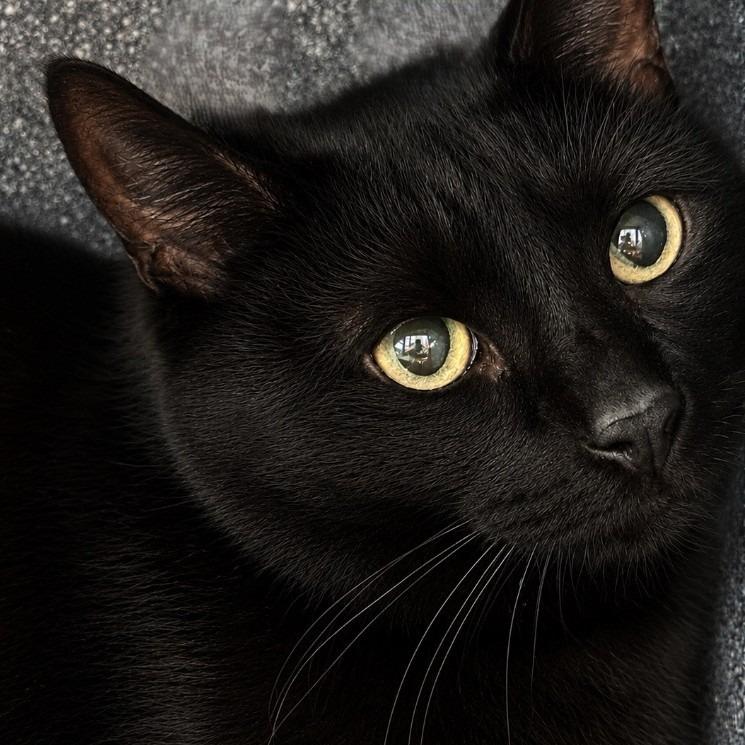 Enlarge Morse, a Adoptable mixed breed in Brenham, TX image 1/3