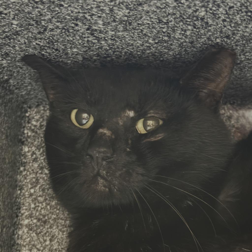 Enlarge Morse, a Adoptable mixed breed in Brenham, TX image 3/3