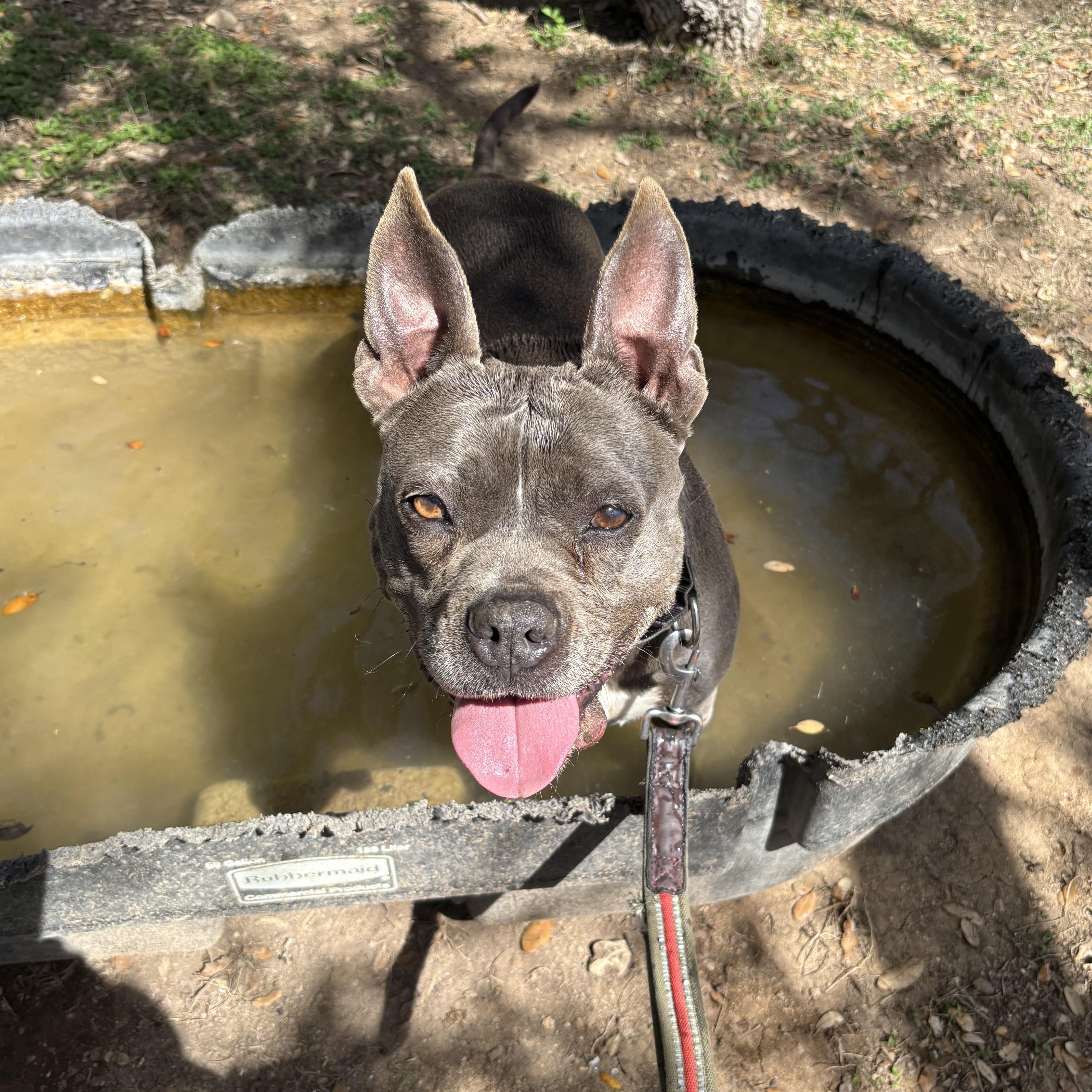 Baby Girl Blue, a ADOPTABLE Mixed Breed in Blanco, TX image 5/6