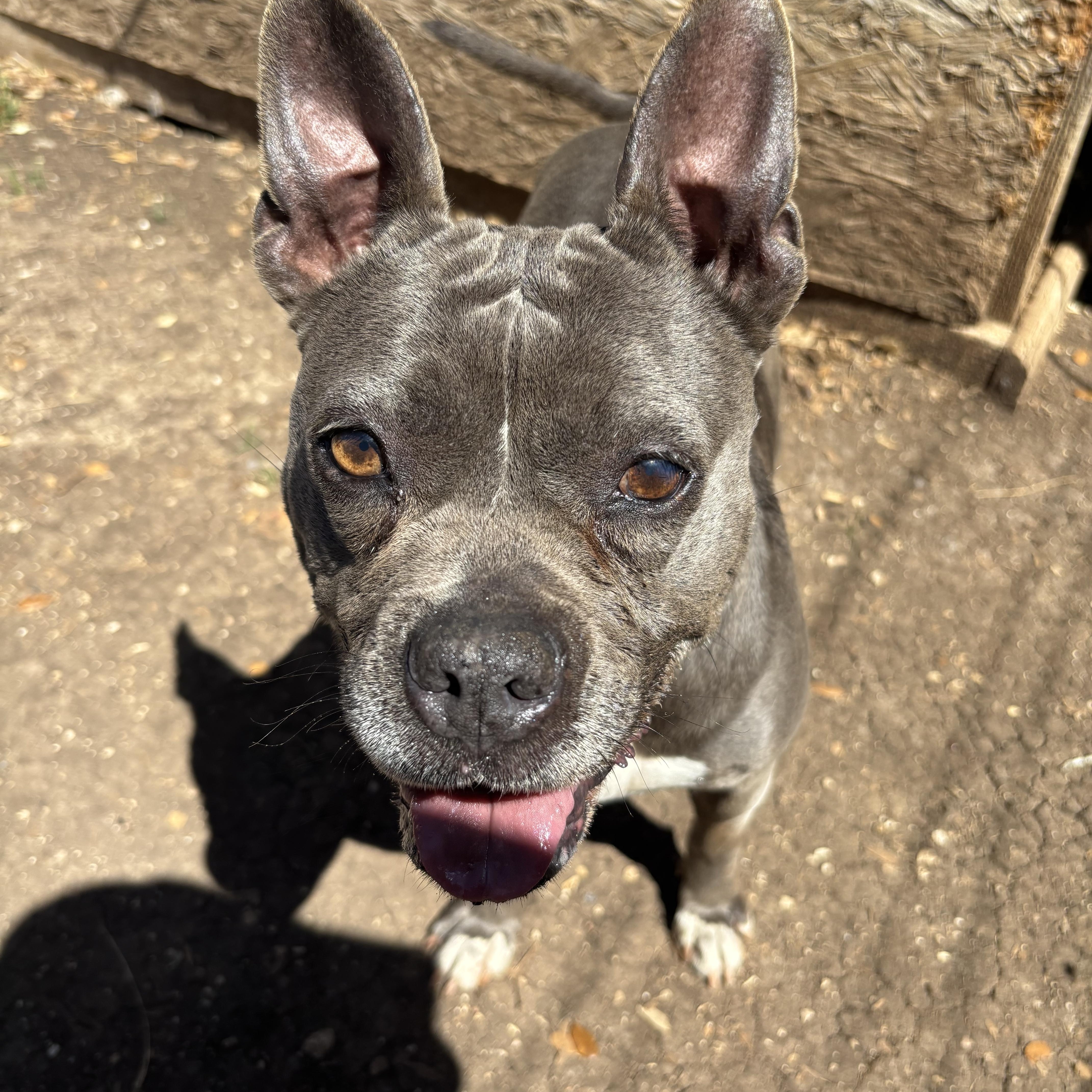 Baby Girl Blue, a ADOPTABLE Mixed Breed in Blanco, TX image 3/6