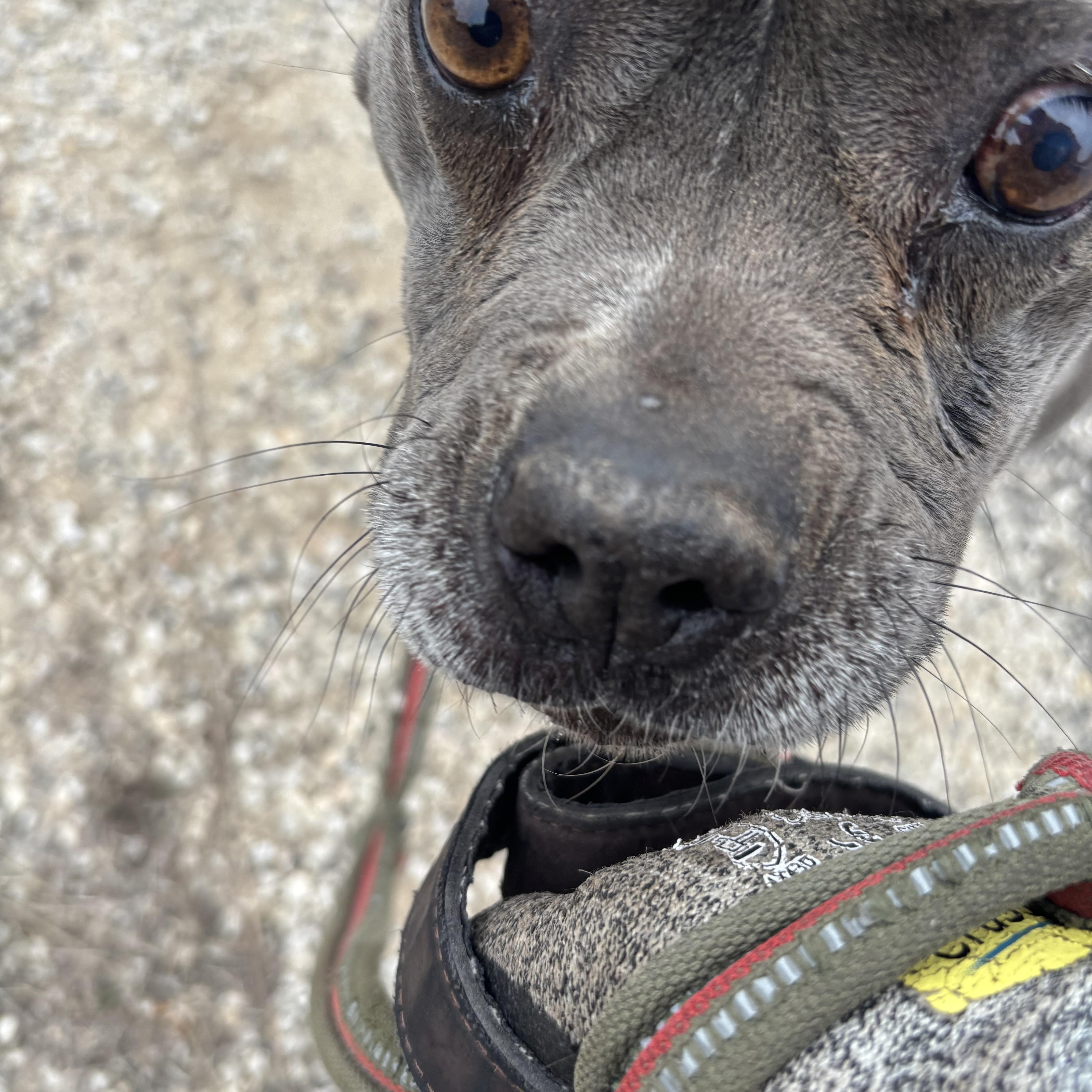 Baby Girl Blue, a ADOPTABLE Mixed Breed in Blanco, TX image 2/6