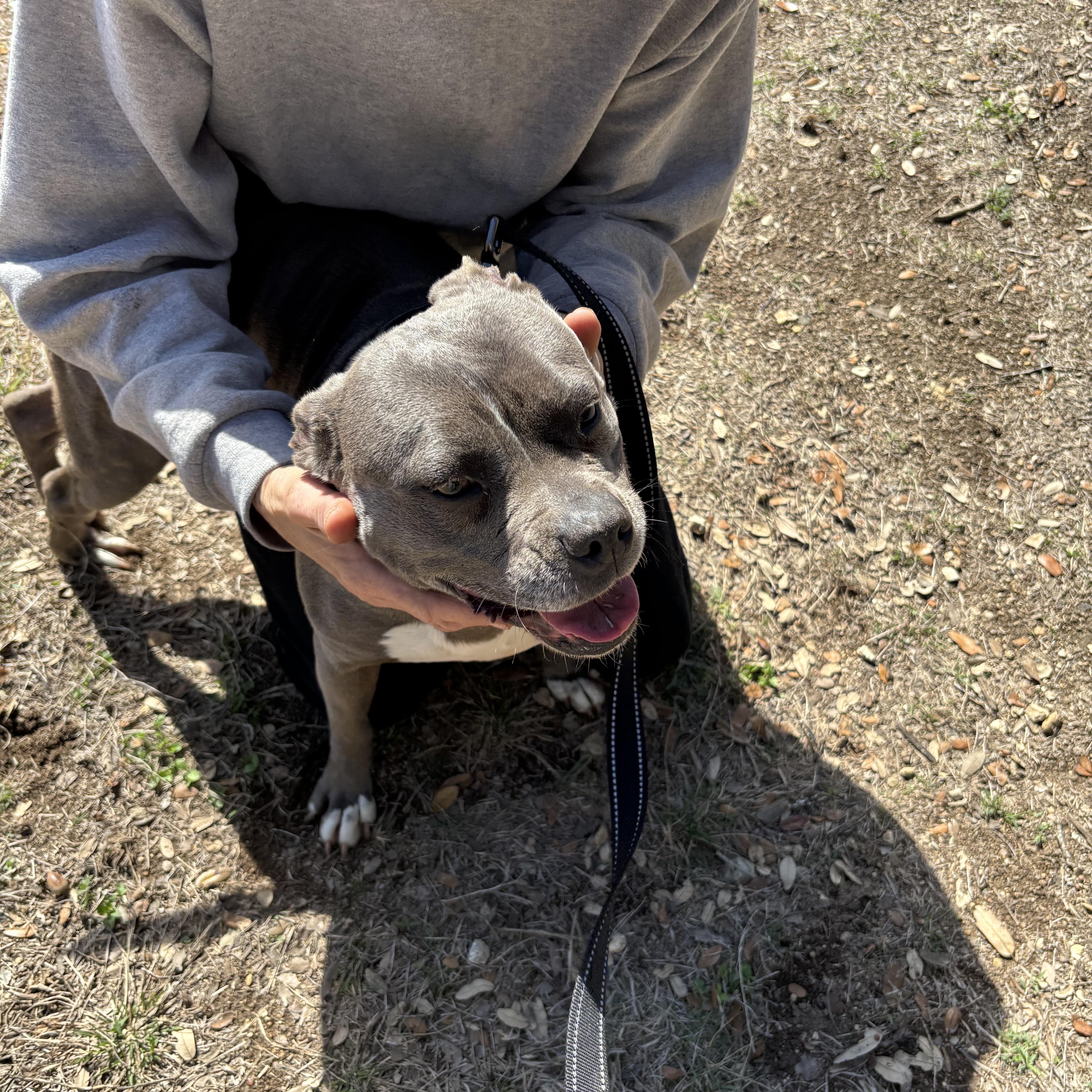 Baby Girl Blue, a ADOPTABLE Mixed Breed in Blanco, TX image 4/6