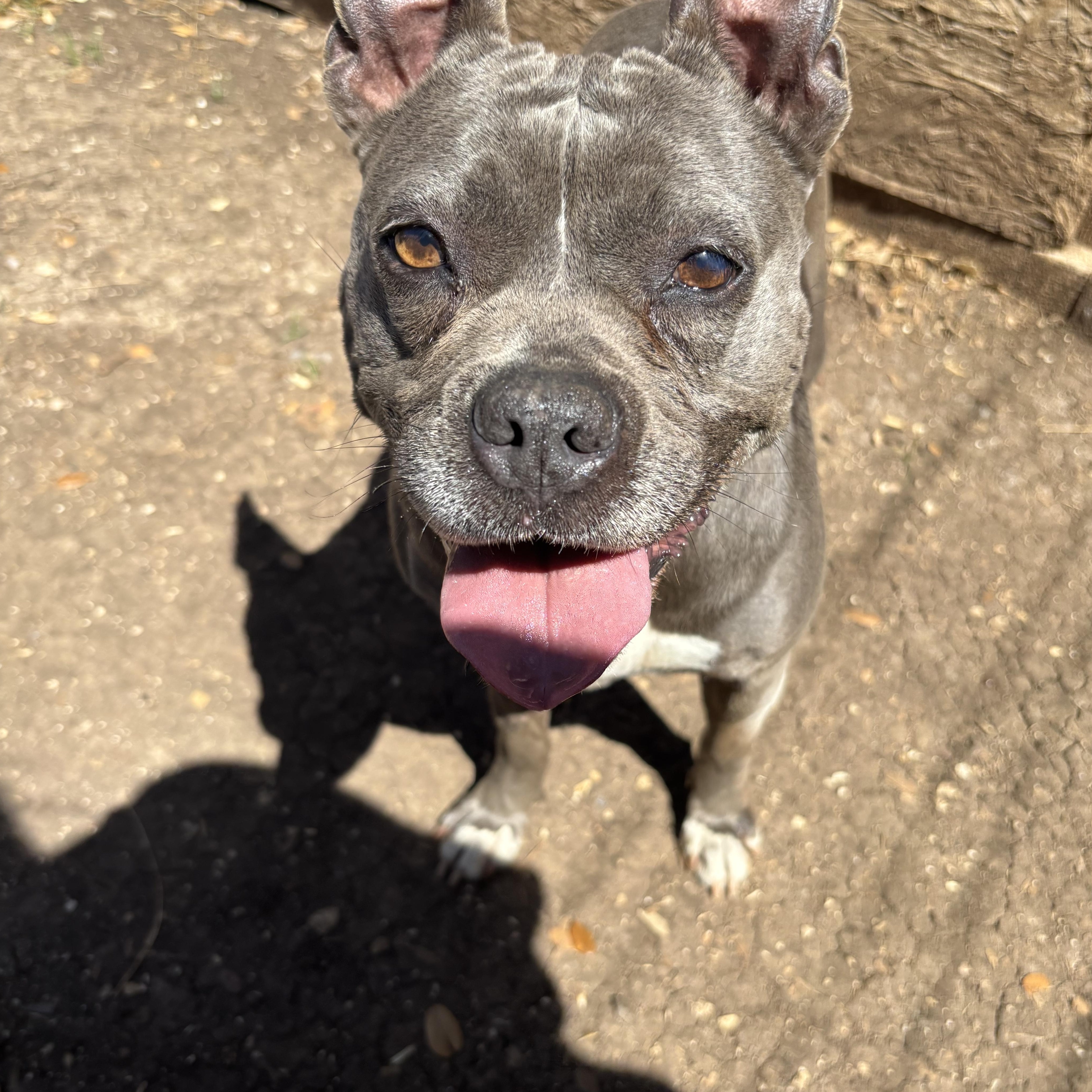 Baby Girl Blue, ADOPTABLE, Adult Female Mixed Breed.